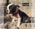 Small #2 Boston Terrier