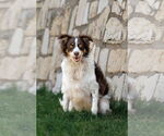Small #10 Border-Aussie