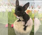 Small Photo #2 French Bulldog Puppy For Sale in Lake elsinore, CA, USA