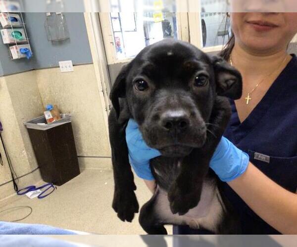 Medium Photo #1 Mutt Puppy For Sale in Riverside, CA, USA