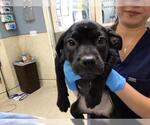 Small Mutt