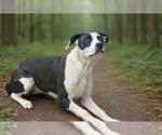 Small #2 American Bulldog-Great Dane Mix