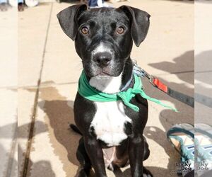 Labrador Retriever-Retriever  Mix Dogs for adoption in Washington, DC, USA