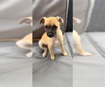 Small Chihuahua Mix