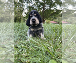 Small Photo #5 Bluetick Coonhound Puppy For Sale in HAVRE DE GRACE, MD, USA