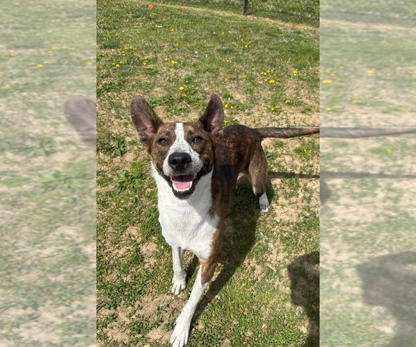 Medium Photo #6 Mutt Puppy For Sale in Evansville, IN, USA