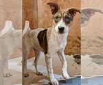 Small #1 Red Heeler Mix