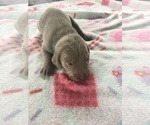 Small Photo #3 Weimaraner Puppy For Sale in LEWISTOWN, IL, USA