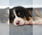 Small #3 Greater Swiss Mountain Dog