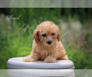 Poodle (Miniature) Puppy for sale in BLUFORD, IL, USA