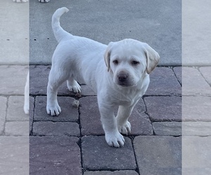Labrador Retriever Puppy for sale in TOPEKA, KS, USA