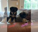 Small #2 Miniature Australian Shepherd-Mutt Mix
