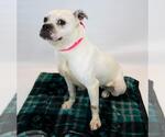 Small #1 Bulldog Mix