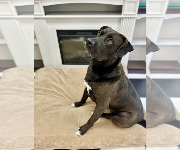 Medium Photo #24 Mutt Puppy For Sale in Myrtle Beach, SC, USA