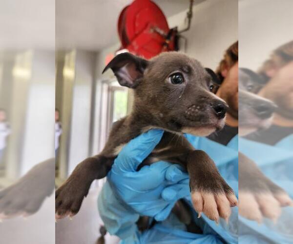 Medium Photo #1 American Staffordshire Terrier-Unknown Mix Puppy For Sale in San Antonio, TX, USA