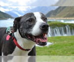 Small Labrador Retriever Mix