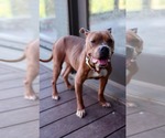 Small #1 American Pit Bull Terrier-American Staffordshire Terrier Mix