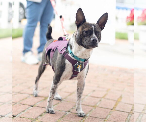 Medium Photo #5 Boston Terrier-Unknown Mix Puppy For Sale in San Jose, CA, USA
