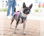 Small #4 Boston Terrier Mix