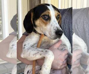 Beagle-Unknown Mix Dogs for adoption in Low Moor, VA, USA