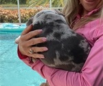 Small #2 Bulldog