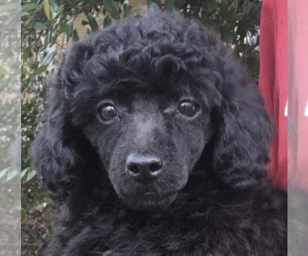 Medium Photo #1 Poodle (Miniature) Puppy For Sale in JACKSONVILLE, FL, USA