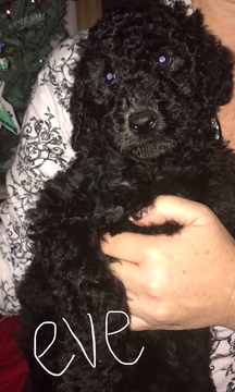 Medium Photo #1 Poodle (Standard) Puppy For Sale in TRYON, NC, USA