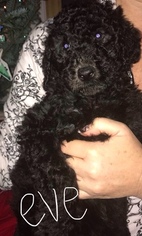 Poodle (Standard) Puppy for sale in TRYON, NC, USA