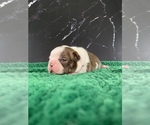 Small #17 Boston Terrier