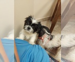 Small Photo #12 Shih Tzu Puppy For Sale in THE WOODLANDS, TX, USA
