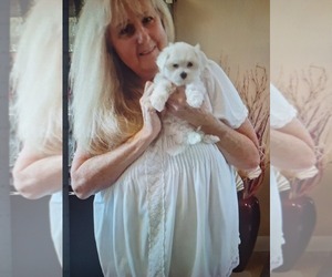 Maltese Puppy for sale in CLERMONT, FL, USA