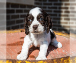 Small Photo #11 Cockapoo Puppy For Sale in WAKARUSA, IN, USA
