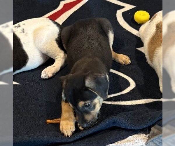 Medium Photo #2 Border Collie-Unknown Mix Puppy For Sale in Lakewood, CO, USA