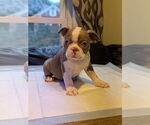 Puppy Grey banded Boston Terrier
