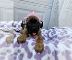 Small #5 Mutt