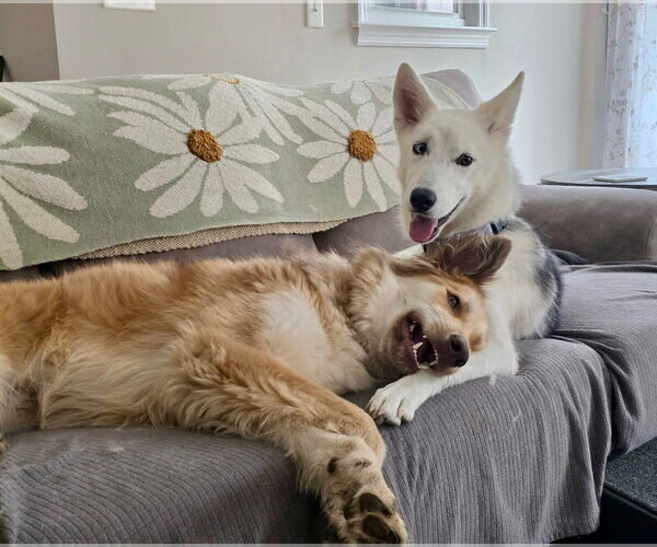 Medium Photo #4 Siberian Husky-Unknown Mix Puppy For Sale in Rockaway, NJ, USA