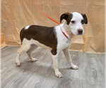 Small #3 Beagle-Irish Terrier Mix