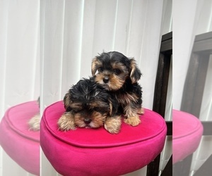 Medium Yorkshire Terrier