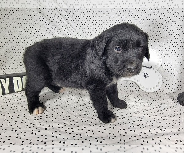 Medium Photo #24 Golden Mountain Dog Puppy For Sale in BLACK FOREST, CO, USA