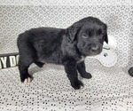 Small #1 Golden Mountain Dog