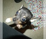 Small Photo #5 Chihuahua Puppy For Sale in PATERSON, NJ, USA