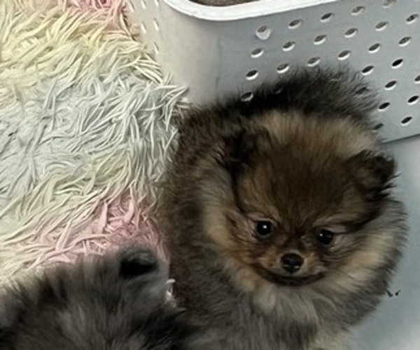 Medium Photo #1 Pomeranian Puppy For Sale in FORT MYERS, FL, USA