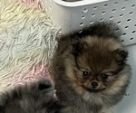 Puppy Layla Pomeranian