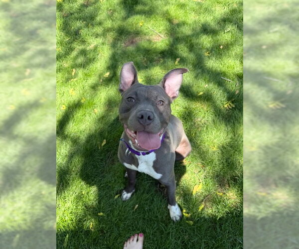 Medium Photo #9 Mutt Puppy For Sale in Crete, IL, USA