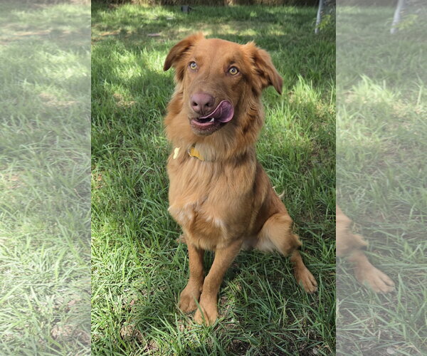 Medium Photo #8 Retriever -Unknown Mix Puppy For Sale in Sandy, UT, USA