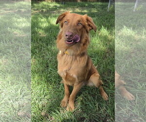 Weiser - Male Retriever -Unknown Mix Dog for Adoption - Photo #8