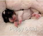 Small #11 Cavapoo (Miniature)