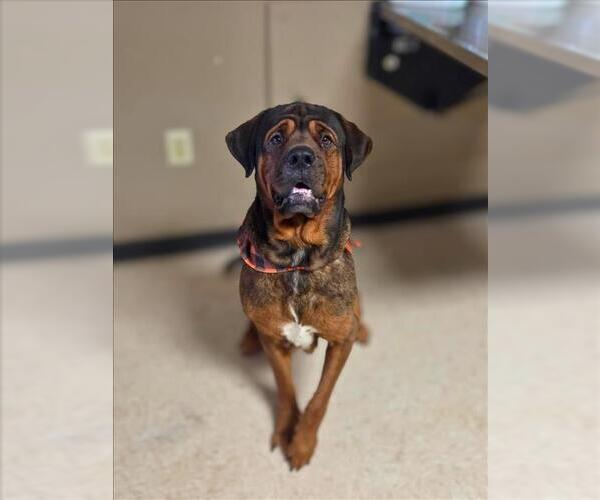 Medium Photo #2 Mastiff-Unknown Mix Puppy For Sale in Conroe, TX, USA