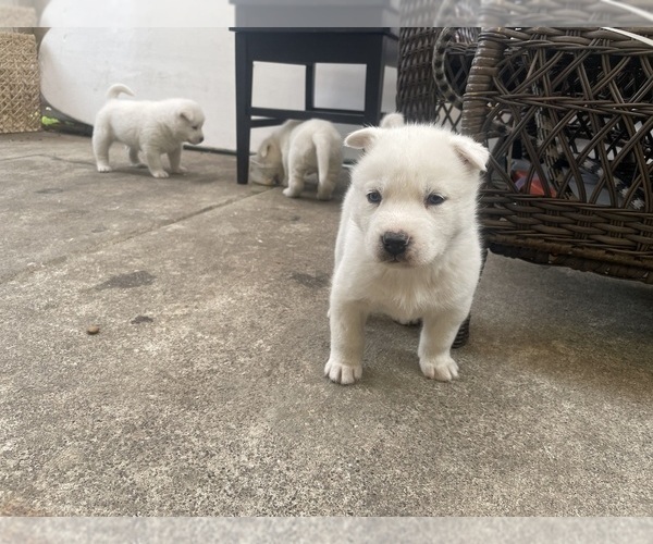 Medium Photo #6 Alusky Puppy For Sale in OAKLAND, CA, USA