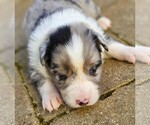 Small Australian Shepherd